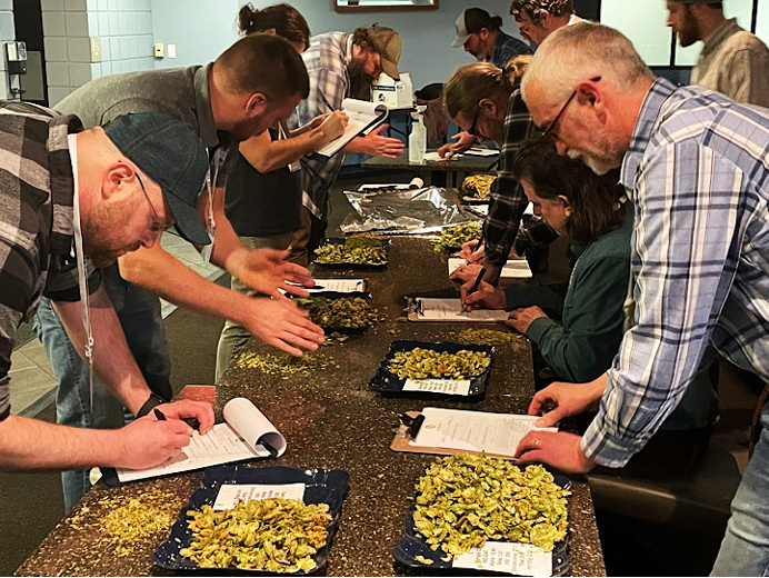 Judges evaluate hop samples.